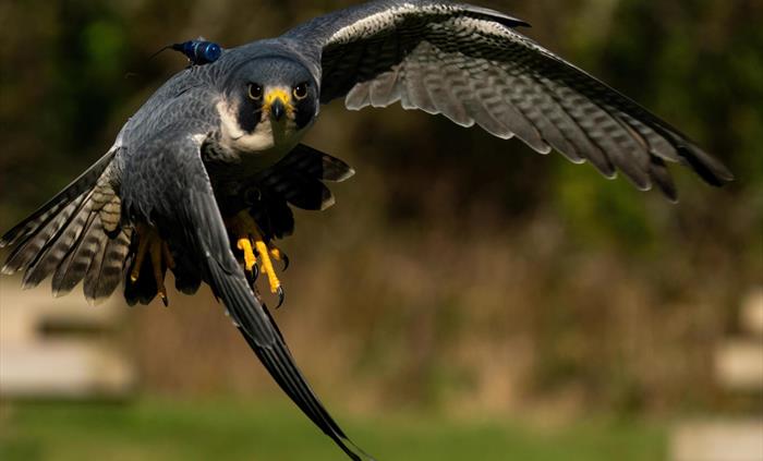 Enzo - Peregrine Falcon at The British Bird of Prey Centre